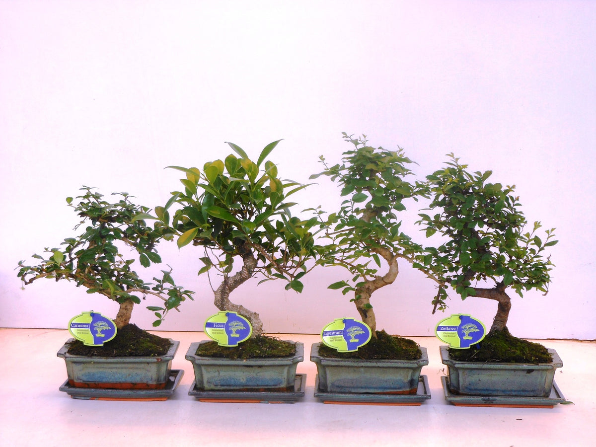Bonsai mix 35cm 20cm Pot