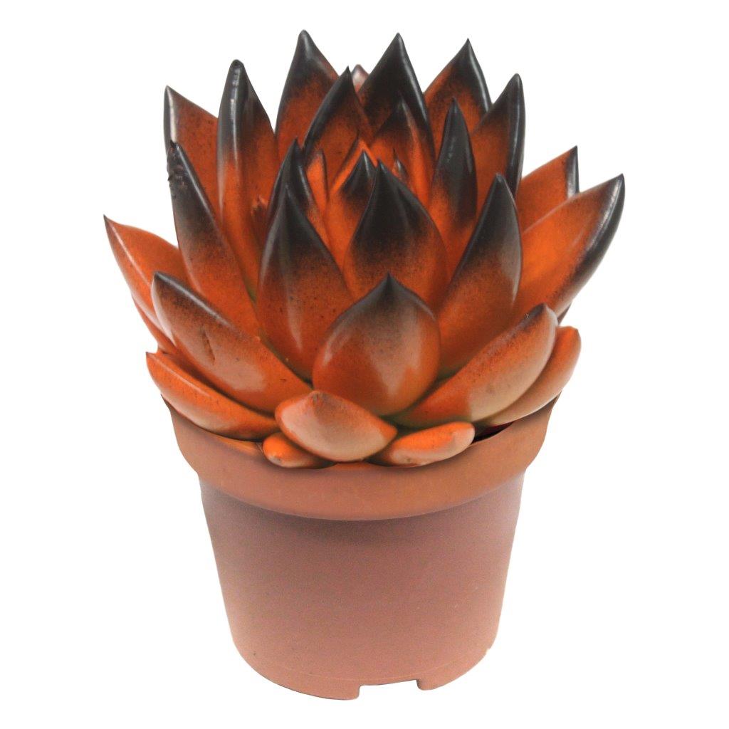 Echeveria Miranda 8cm 6cm Pot