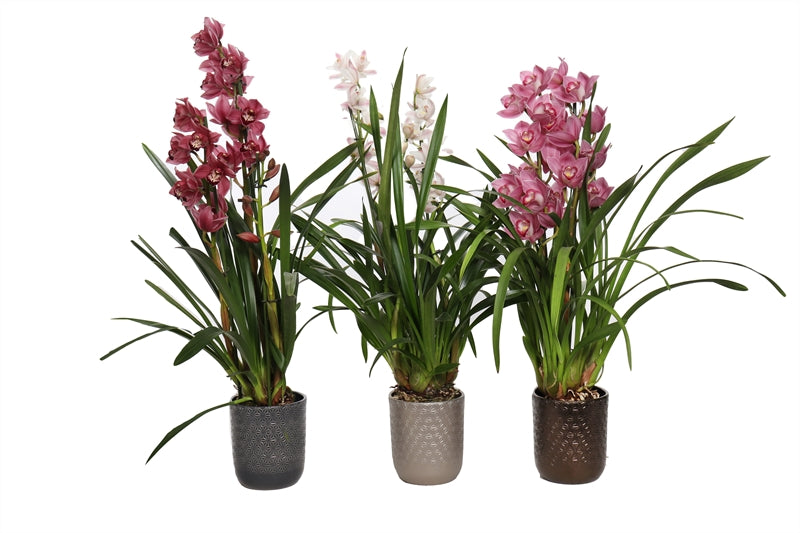 Cymbidium mix 55cm 12cm Pot