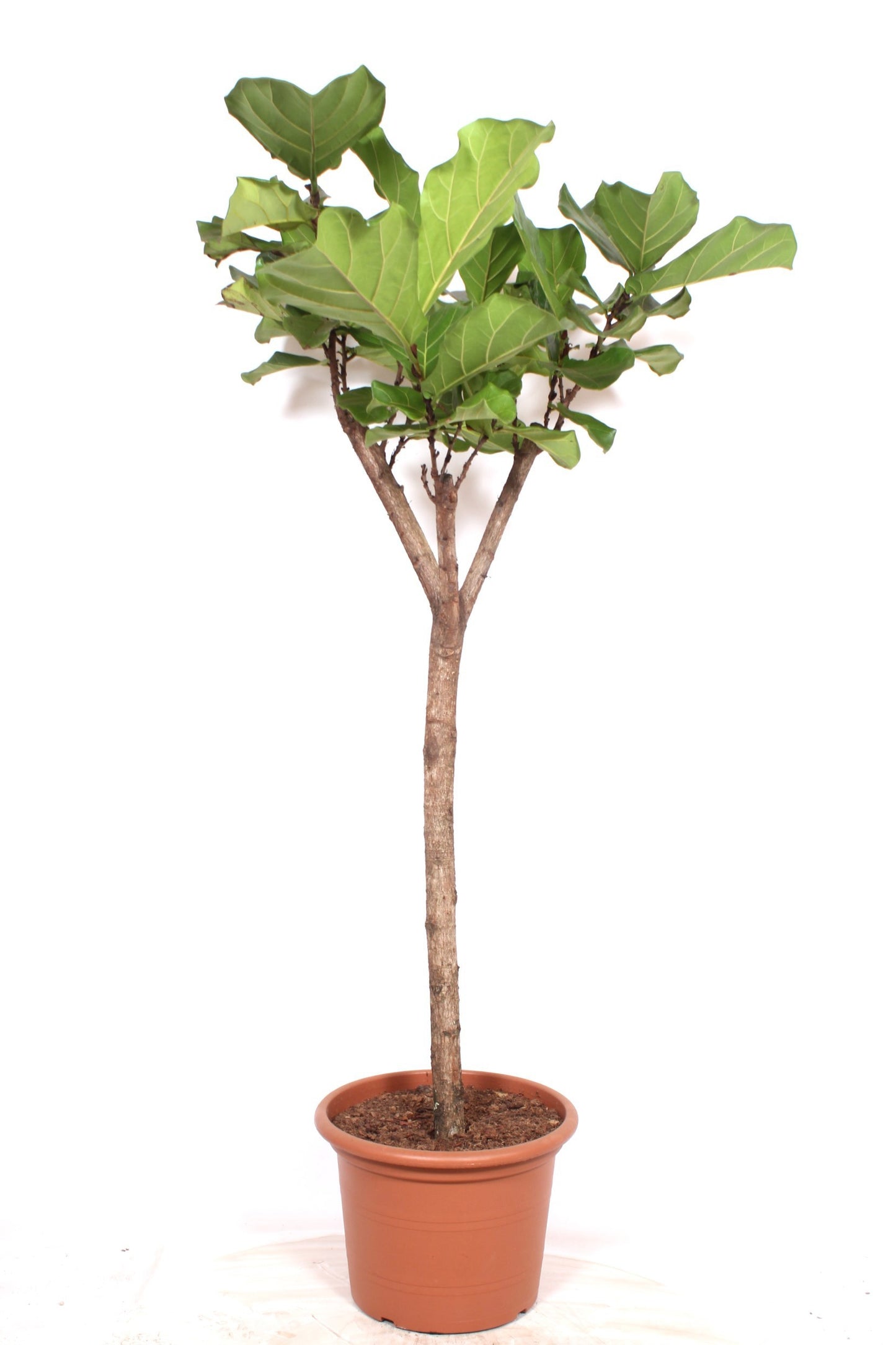 Ficus lyrata 200cm 45cm Pot