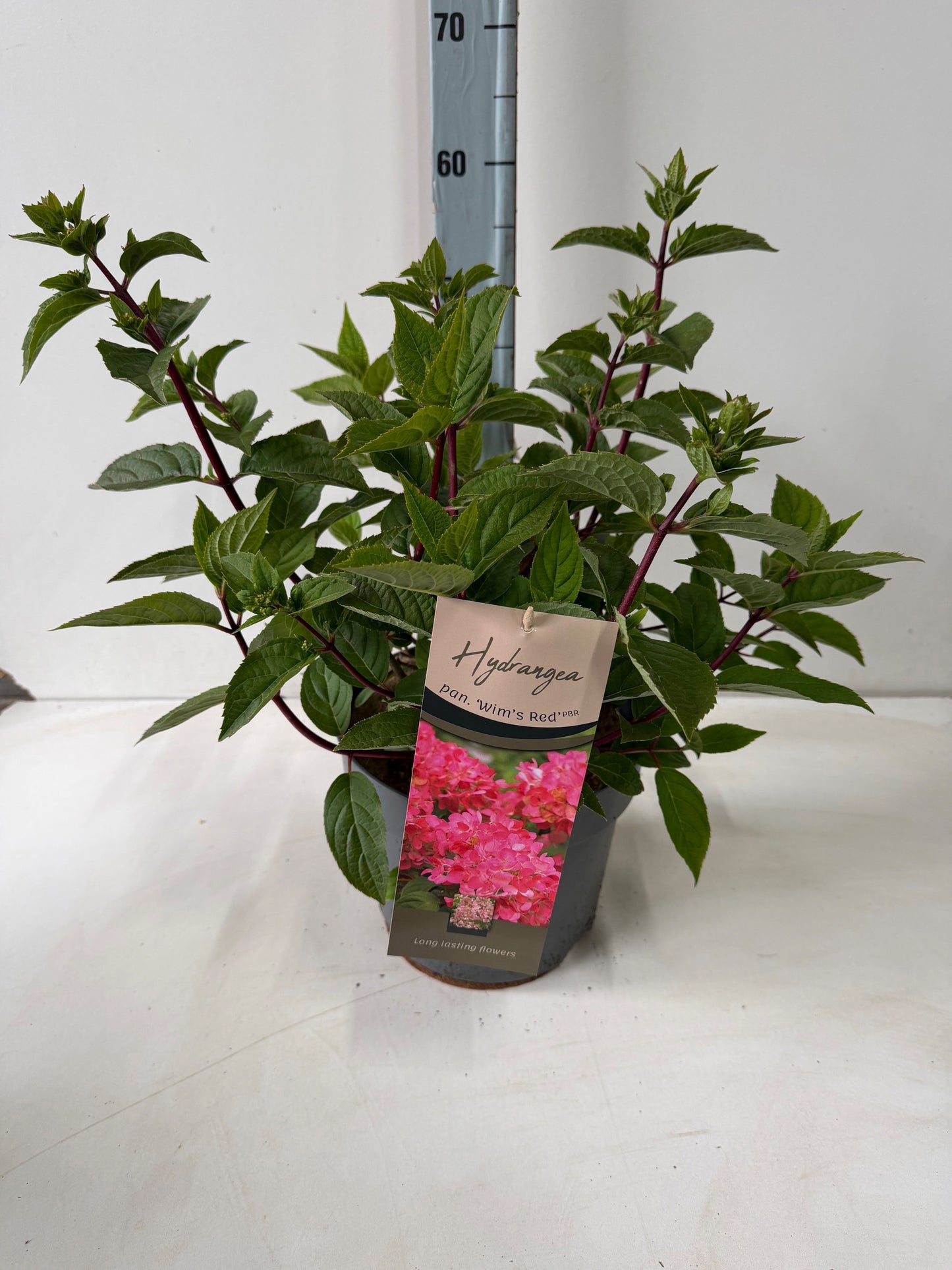 Hydrangea paniculata Wim's Red 85cm 26cm Pot
