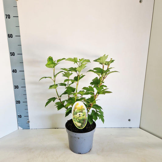 Viburnum op. Roseum 45cm 17cm Pot