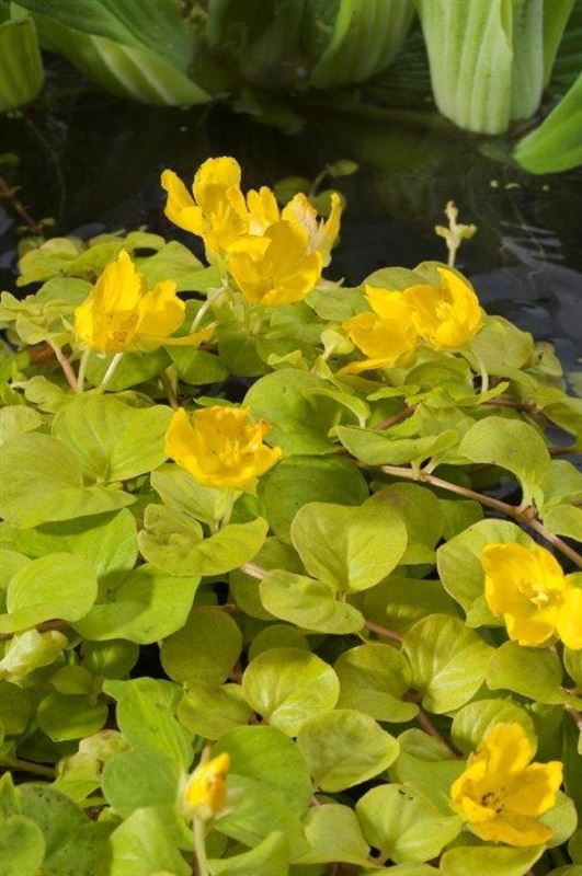 Waterplkw R. Moerings Lysimachia nummularia Aurea Pack of 6