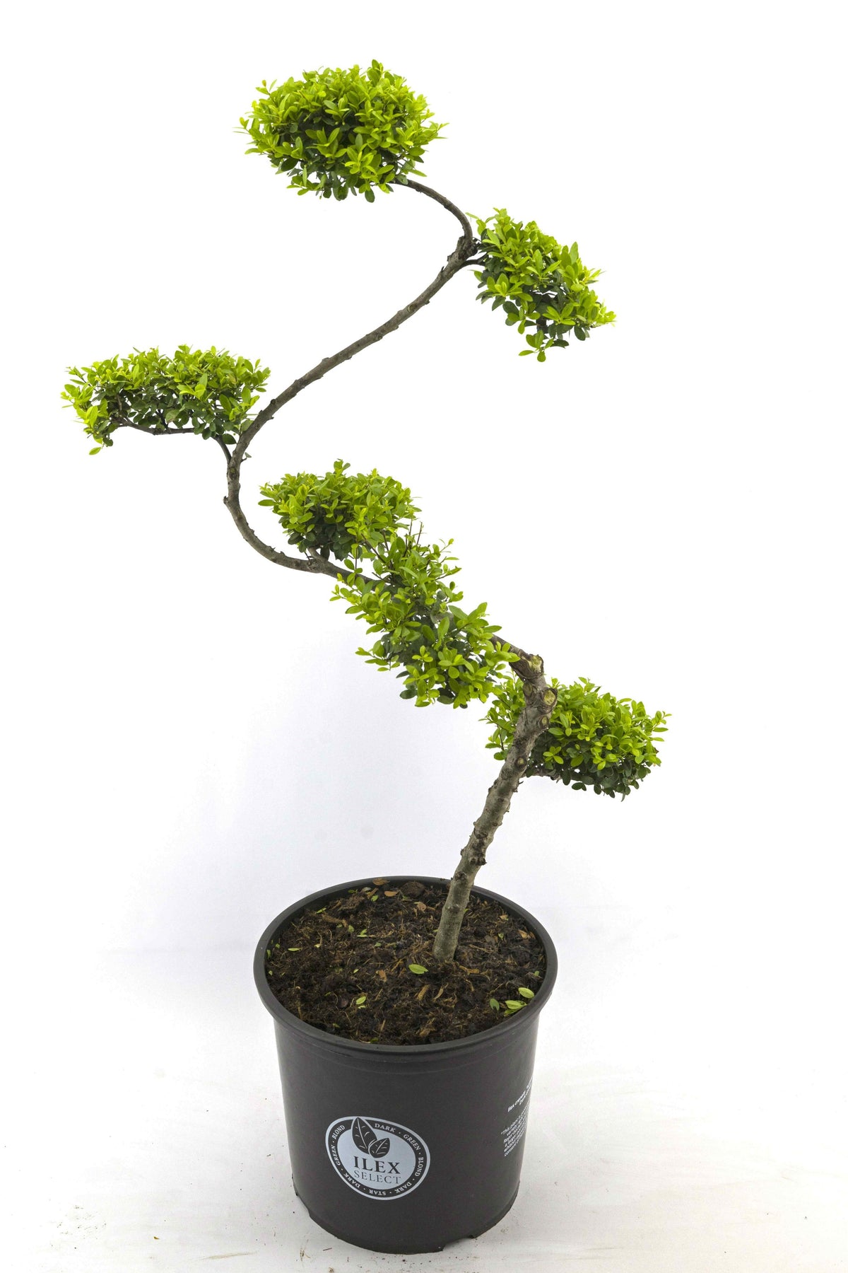 Ilex crenata Dark Green 110cm 32cm Pot