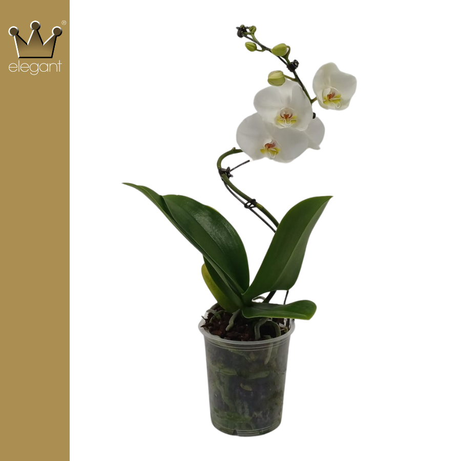 Phalaenopsis Elegant cascade 50cm 12cm Pot