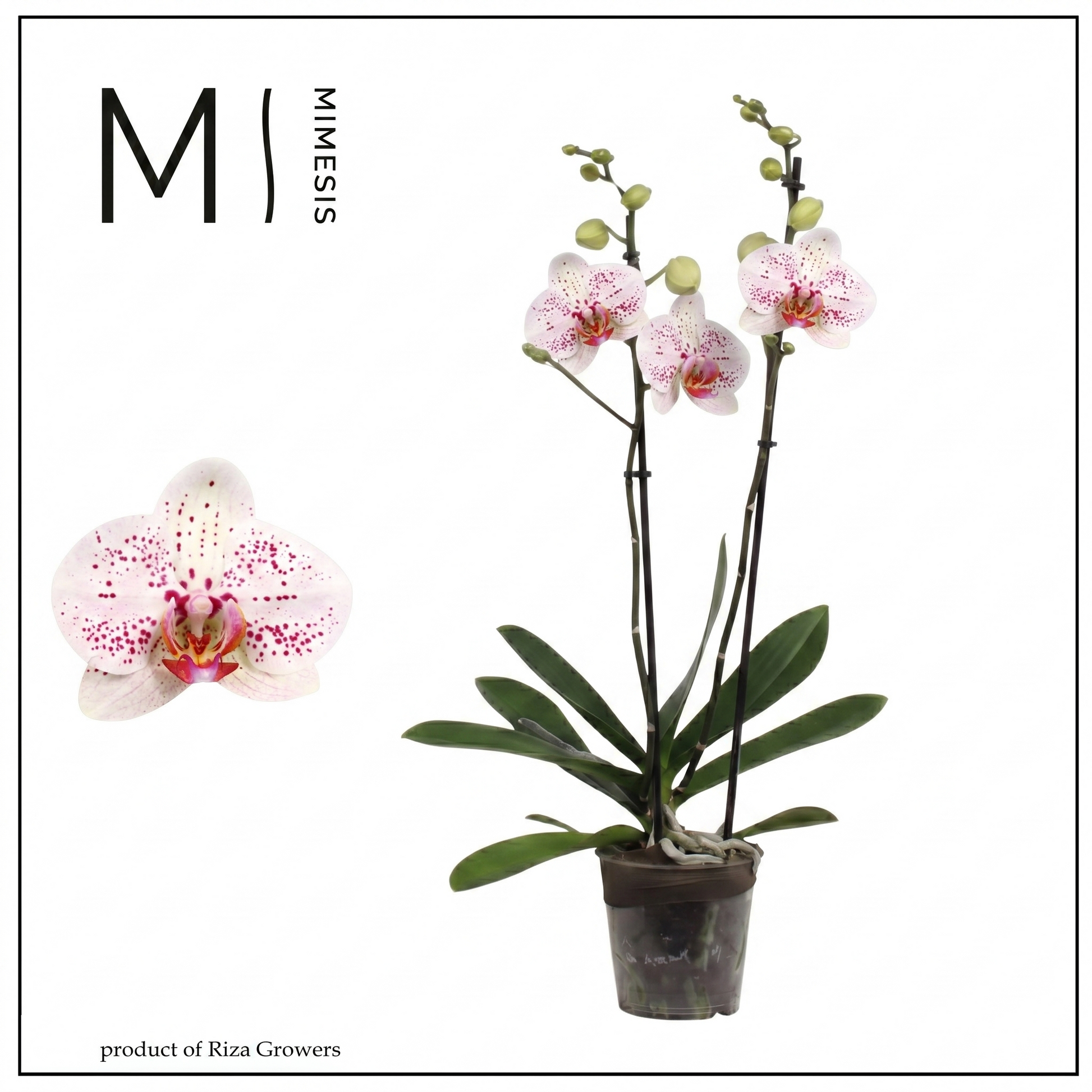 Phalaenopsis Bohemian Goya 70cm 12cm Pot