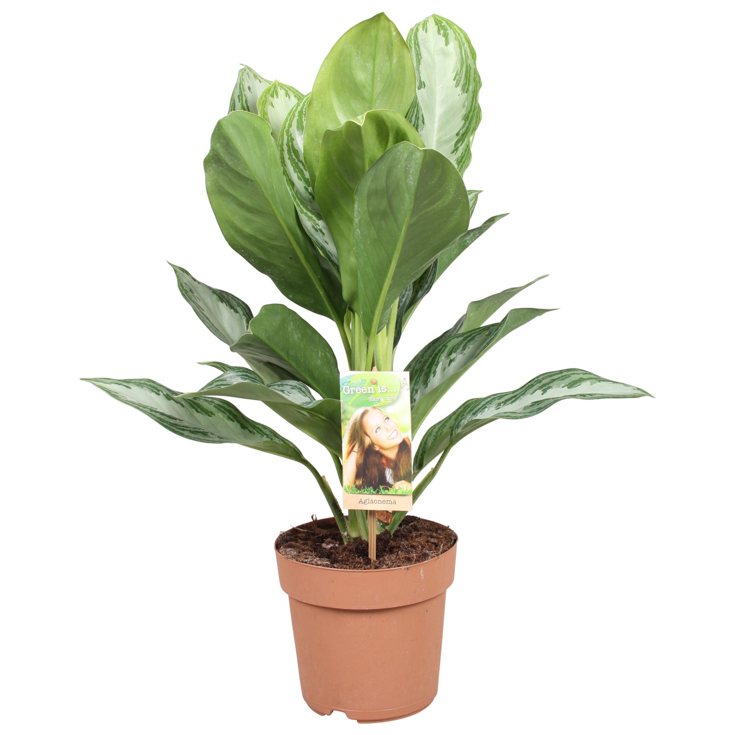 Vireo-Hedera plant BV Aglaonema Silver Bay Pack of 1