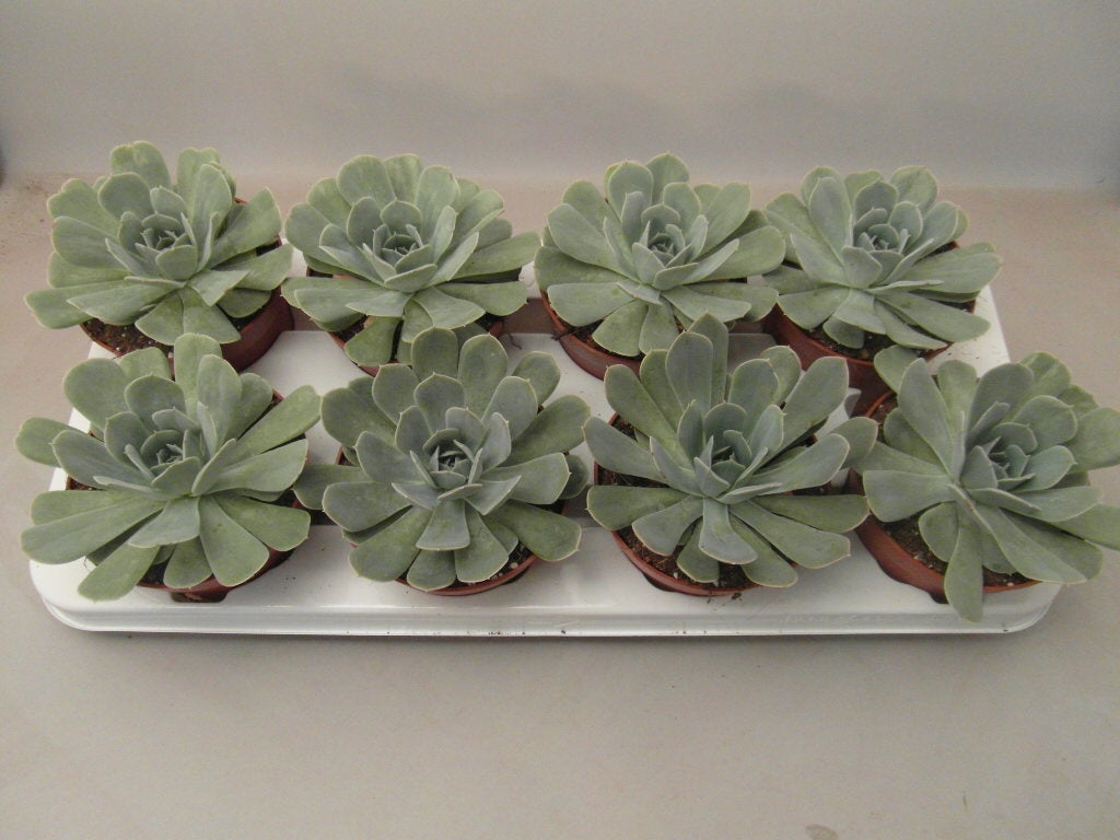 Echeveria Hybrid 15cm 10.5cm Pot