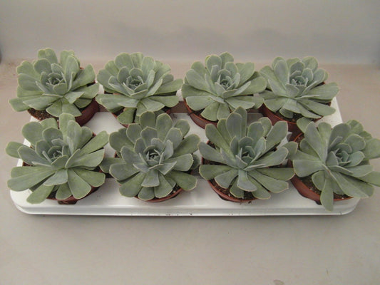 Echeveria Minima 15cm 10.5cm Pot