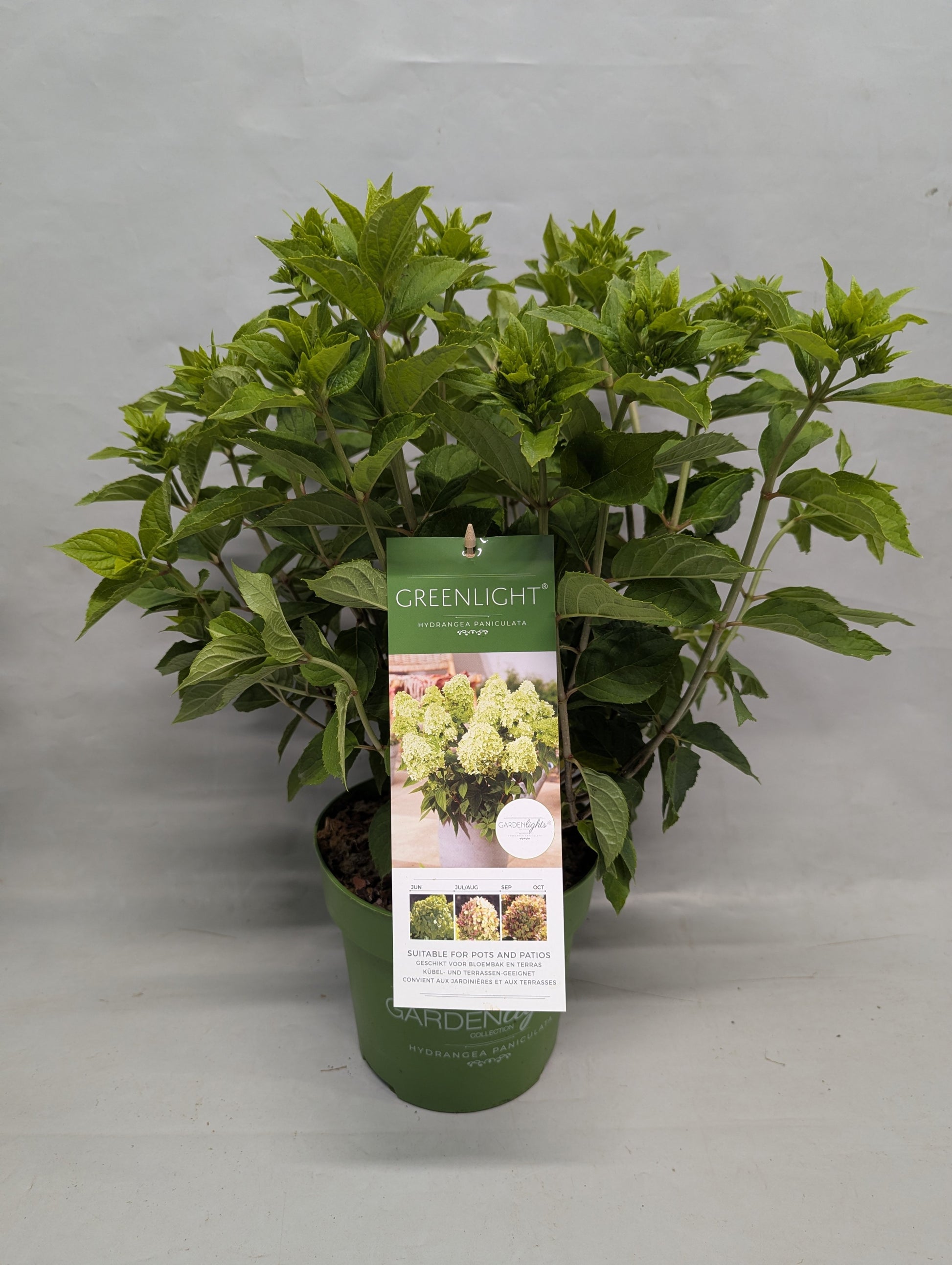 Hydrangea paniculata 45cm 19cm Pot