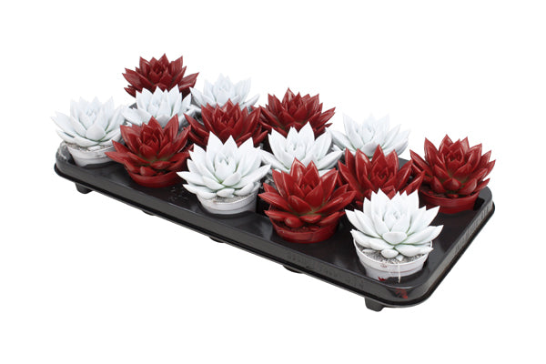 Echeveria colored bicolor red/white 11cm Special Pot (508)