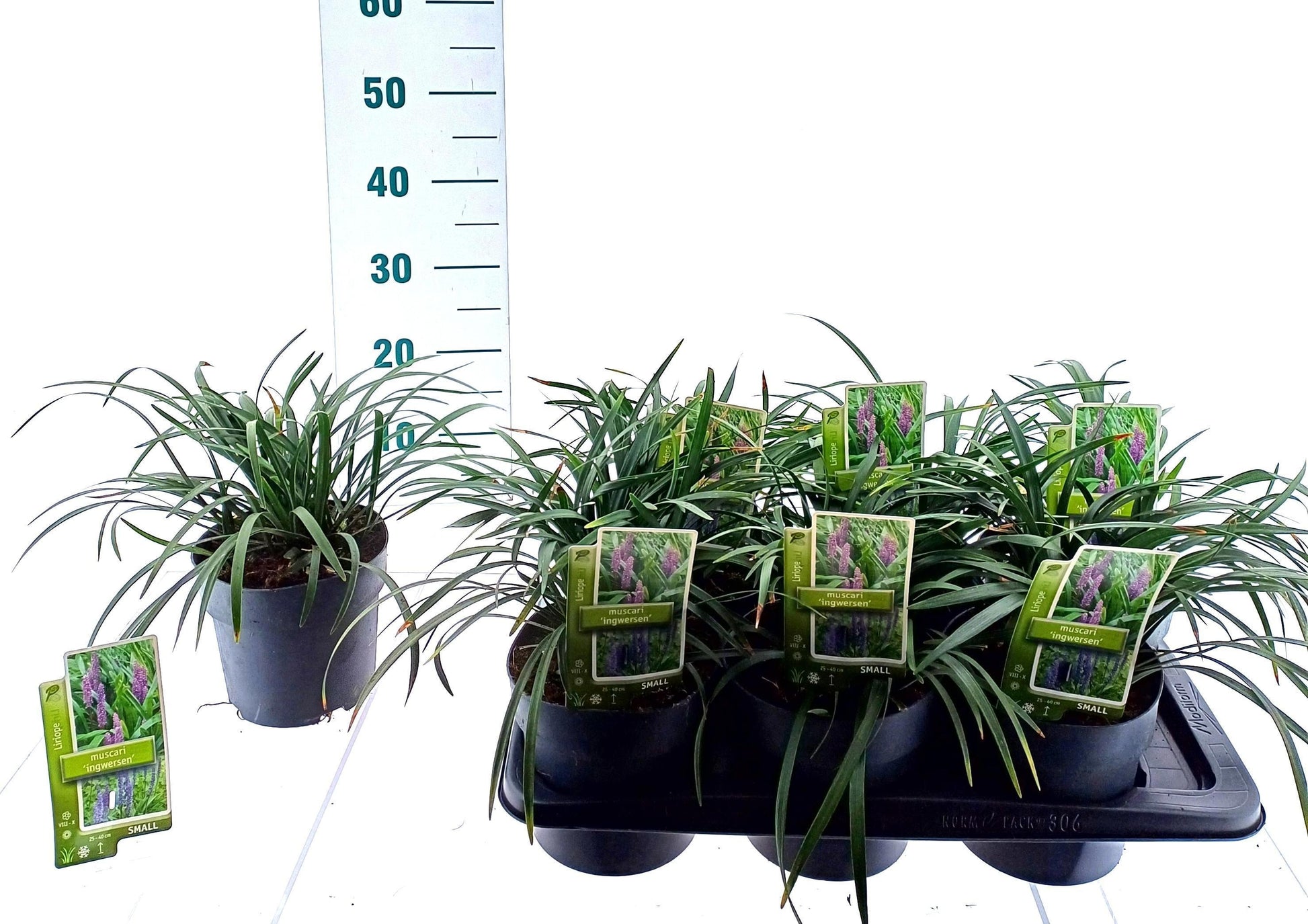 Liriope mus. Ingwersen 20cm 17cm Pot