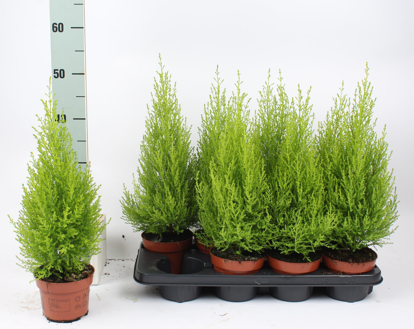 Cupressus Goldcrest Wilma 50cm 13cm Pot
