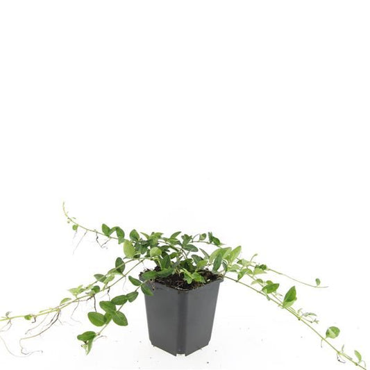Vinca Alba 15cm 9cm Pot