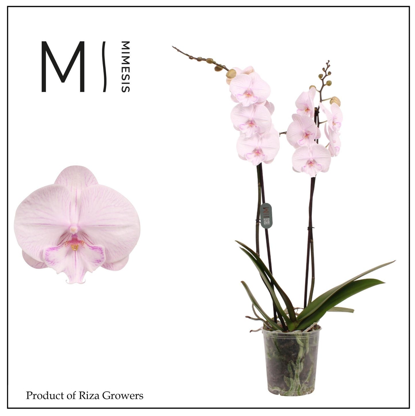 Phalaenopsis Manta Ambon 80cm 12cm Pot