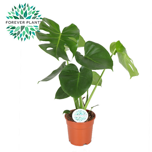 Monstera deliciosa 60cm 17cm Pot