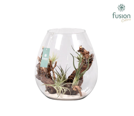arr. Tillandsia 29cm 28cm Pot