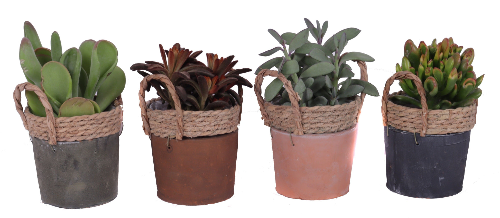 Succulent mix 30cm 14cm Pot