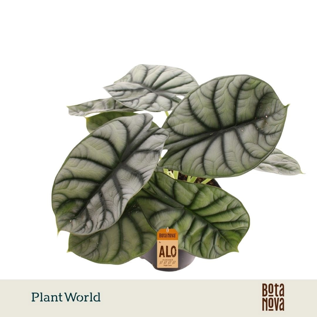 Alocasia Nebula Silver 25cm 14cm Pot