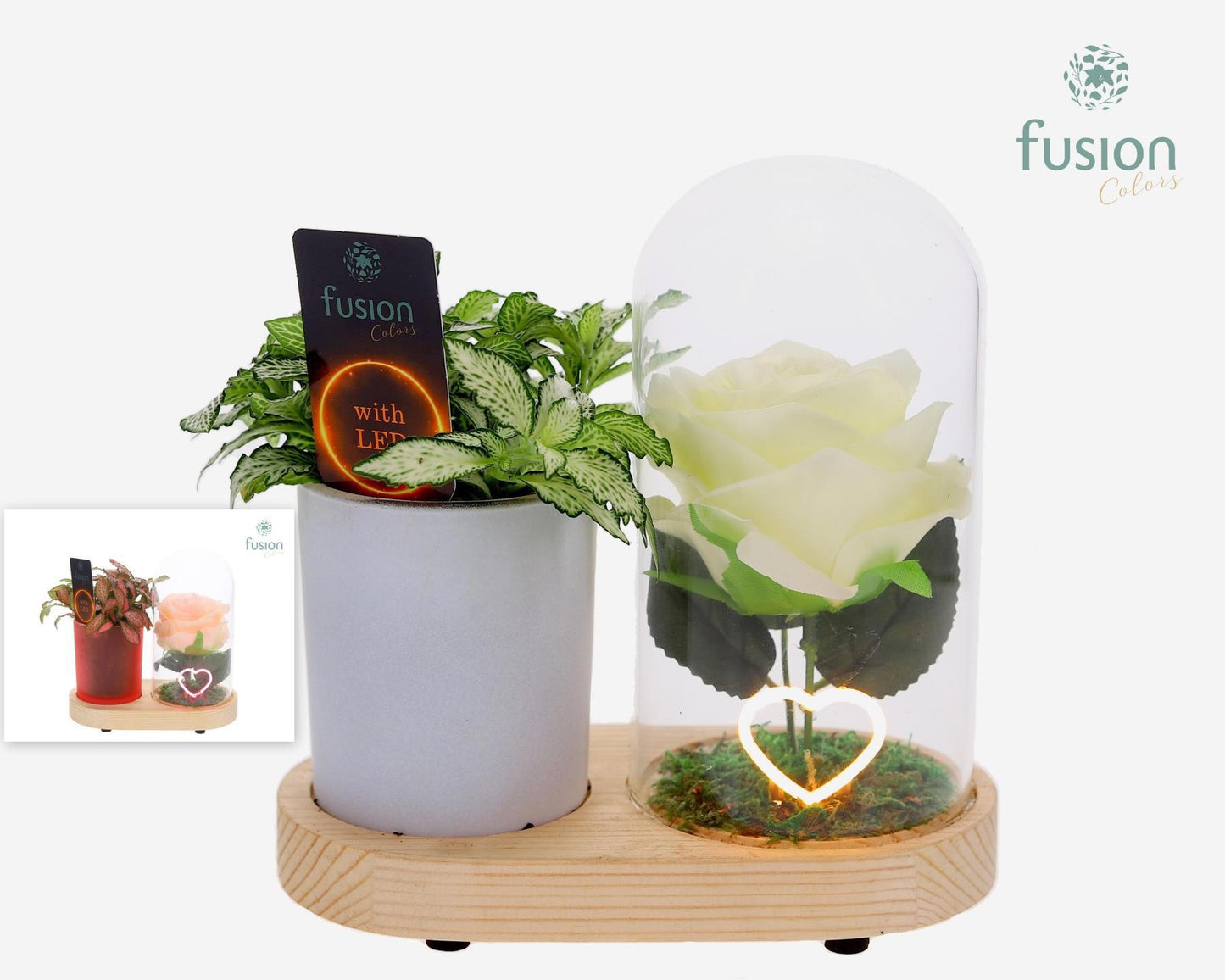 LED Lichtbal Hart houten planter met Fittonia 15cm 17cm Pot