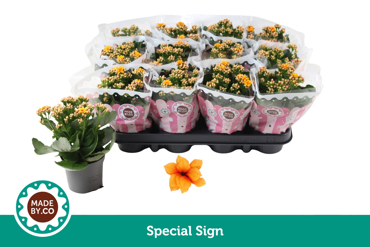 Kalanchoe Signal Yellow-Red 19cm 9cm Pot