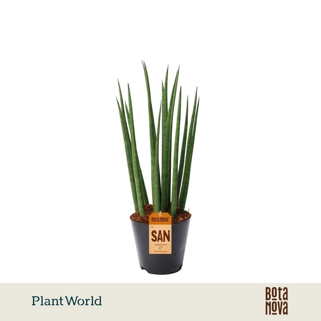 Sansevieria cylindrica 40cm 12cm Pot