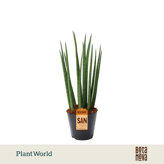 Sansevieria cylindrica 40cm 12cm Pot