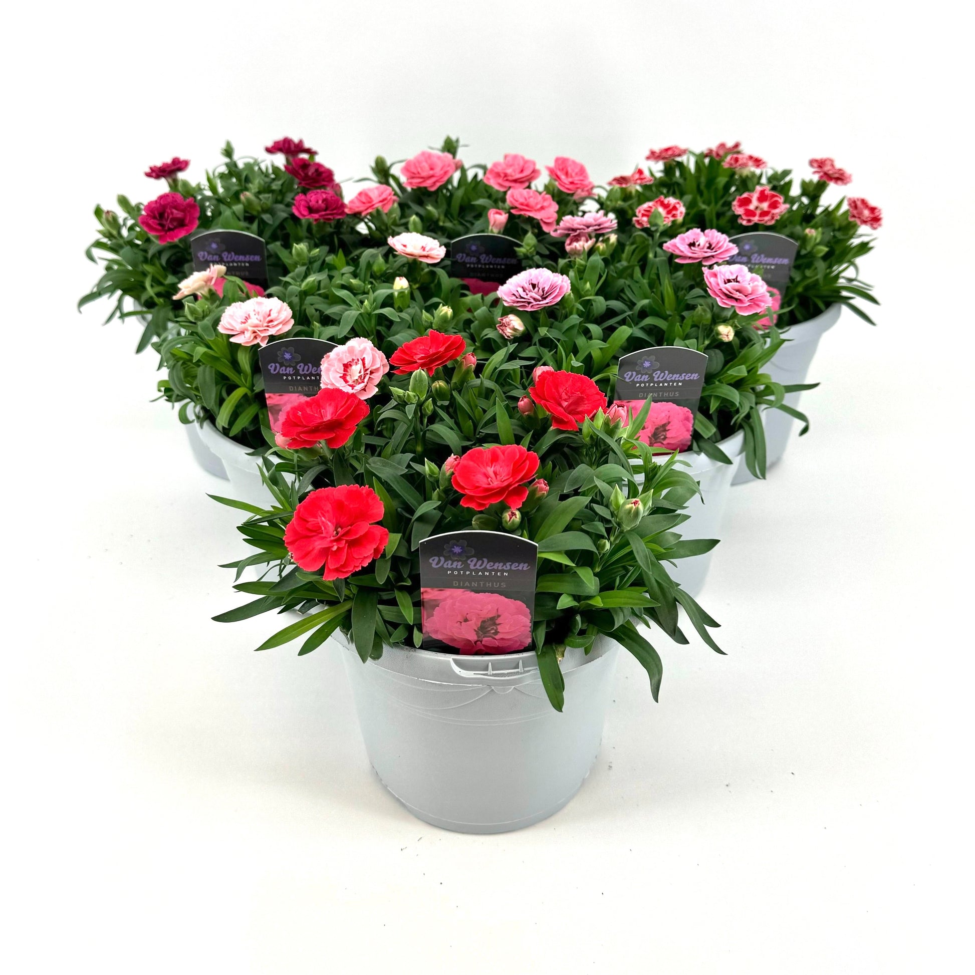 Dianthus Oscar 25cm 17cm Pot