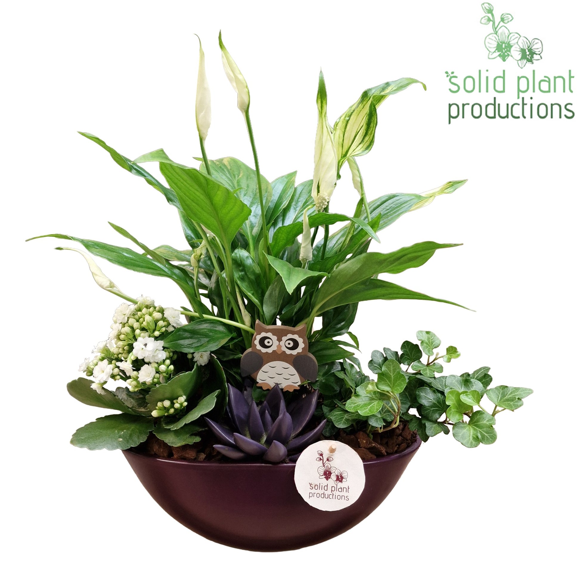 SE005 Evelyn Purple Echeveria 35cm 22cm Pot
