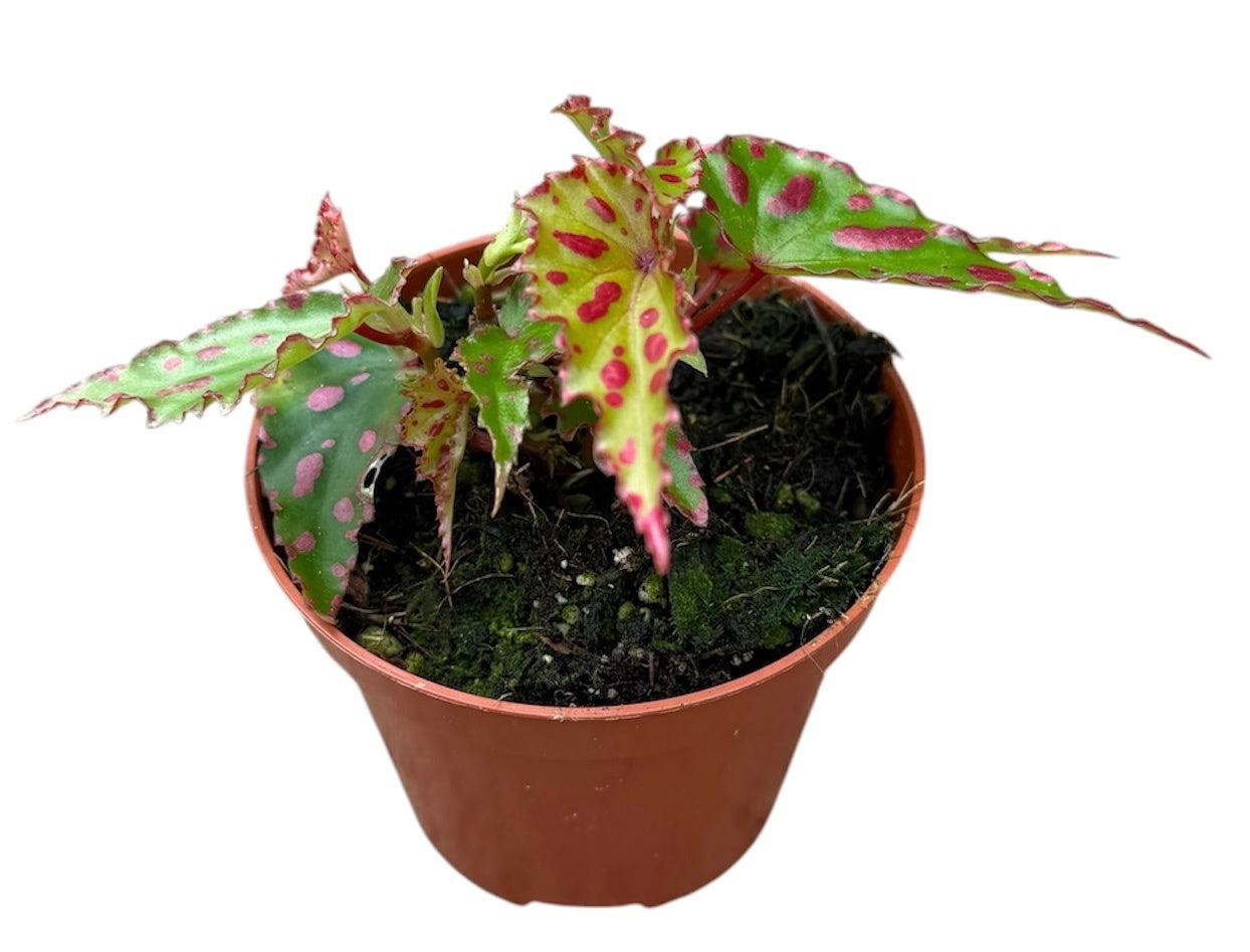 Begonia Cottage Bright Red 12cm 8cm Pot