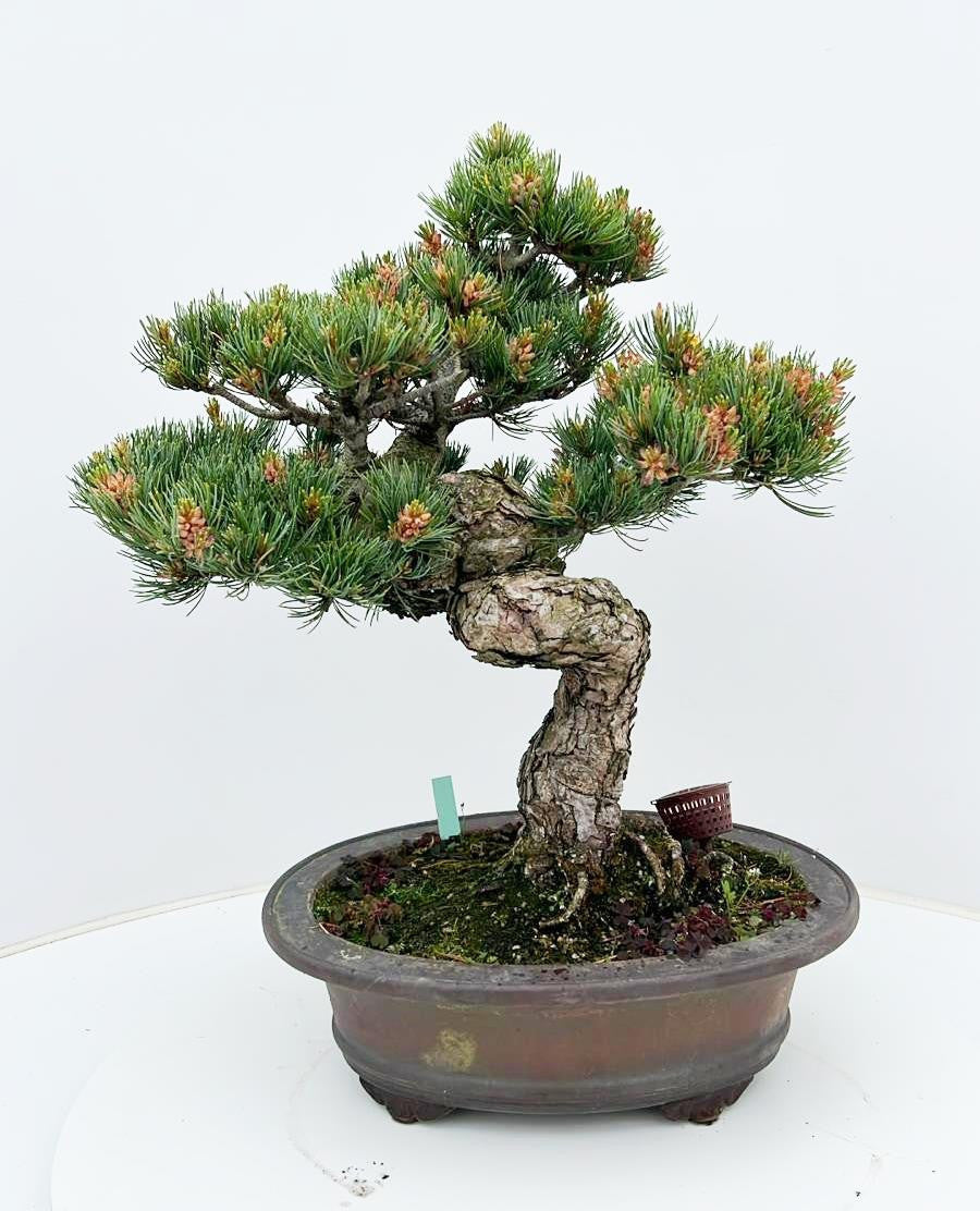Pinus parviflora 55cm 32cm Pot