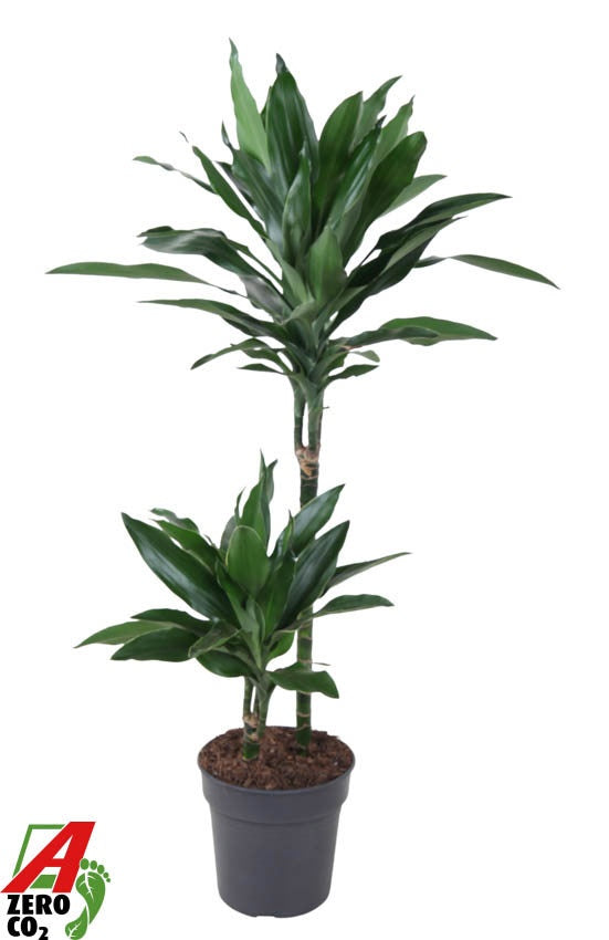 Dracaena fragrans 110cm 19cm Pot