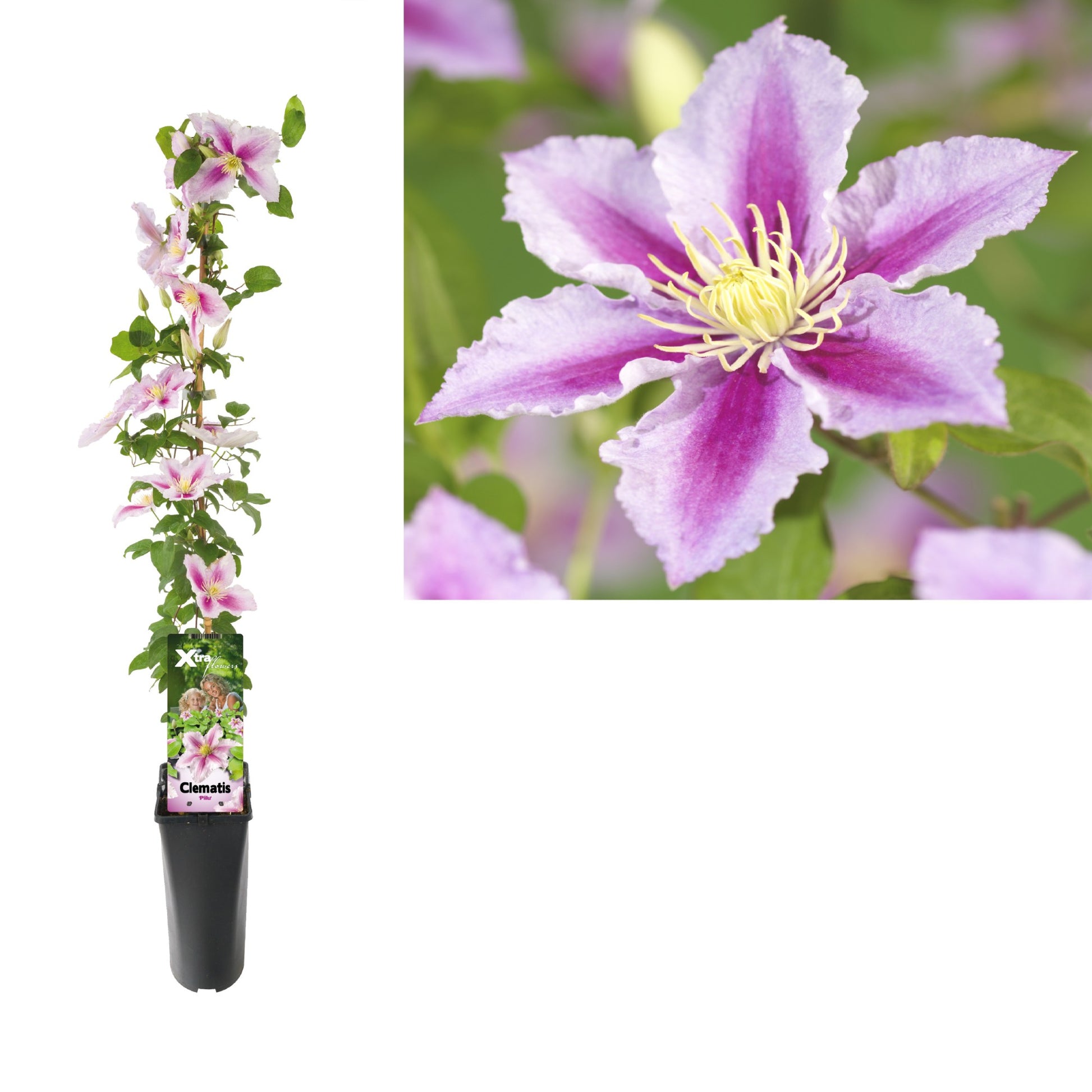 Clematis Piilu 95cm 17cm Pot