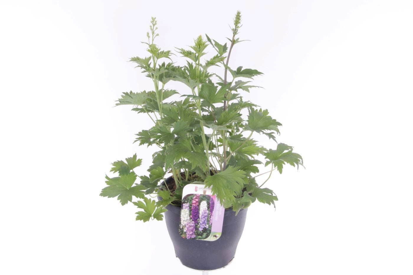 Delphinium mix 60cm 23cm Pot