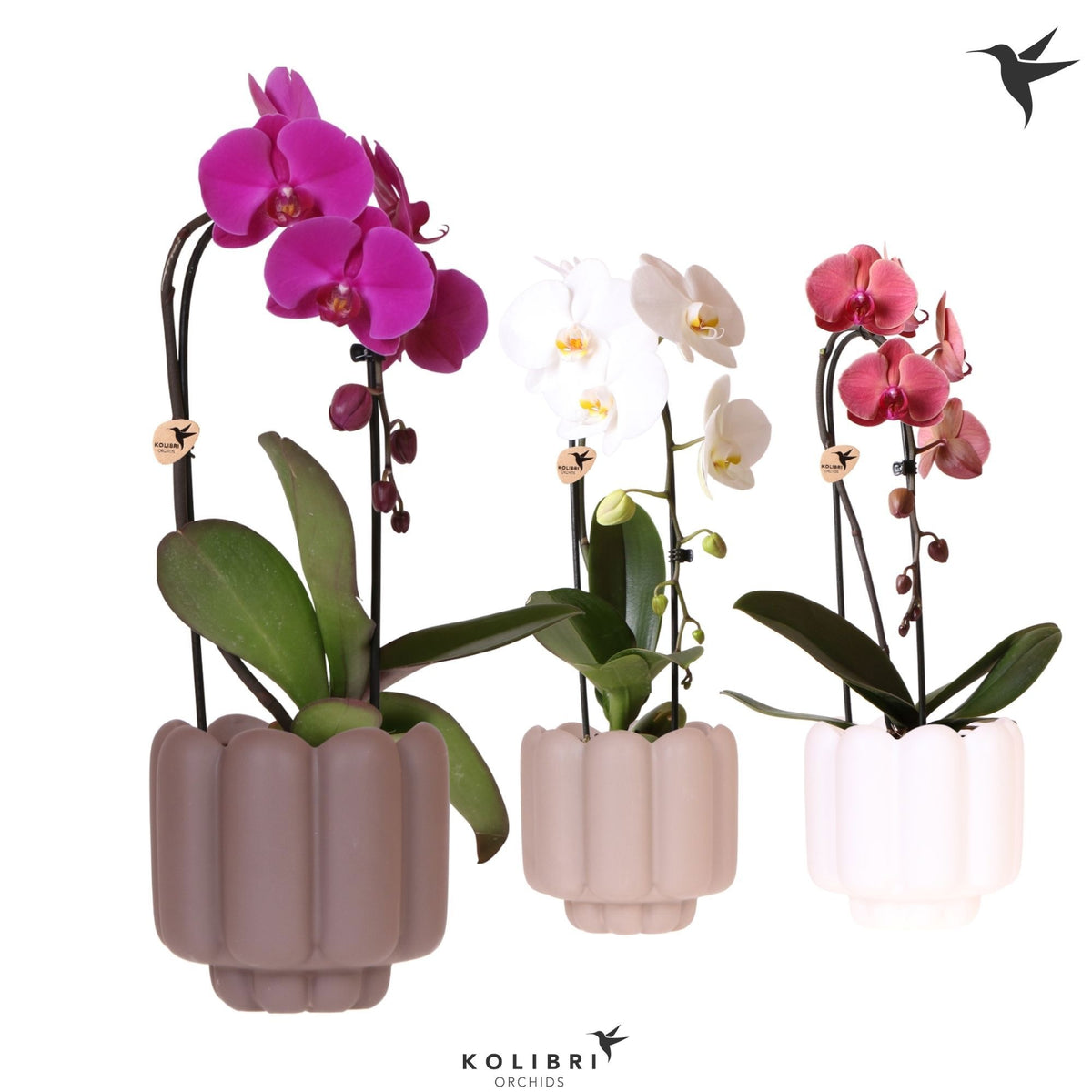 Phalaenopsis Elegant cascade 50cm 12cm Pot