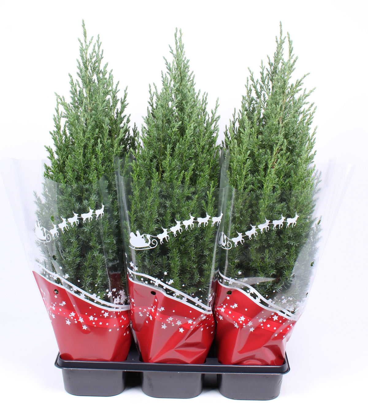 Juniperus Stricta 50cm 15cm Pot