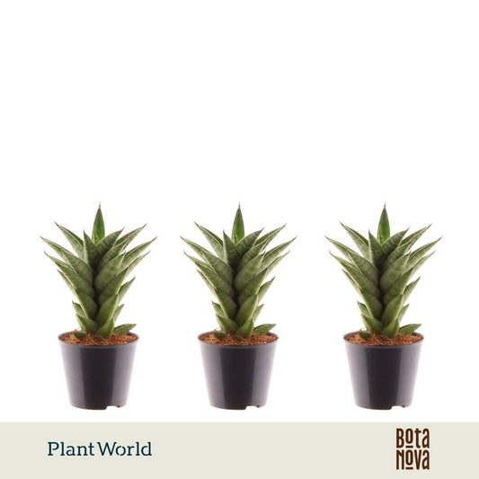Sansevieria cylindrica 23cm Special Pot (508)