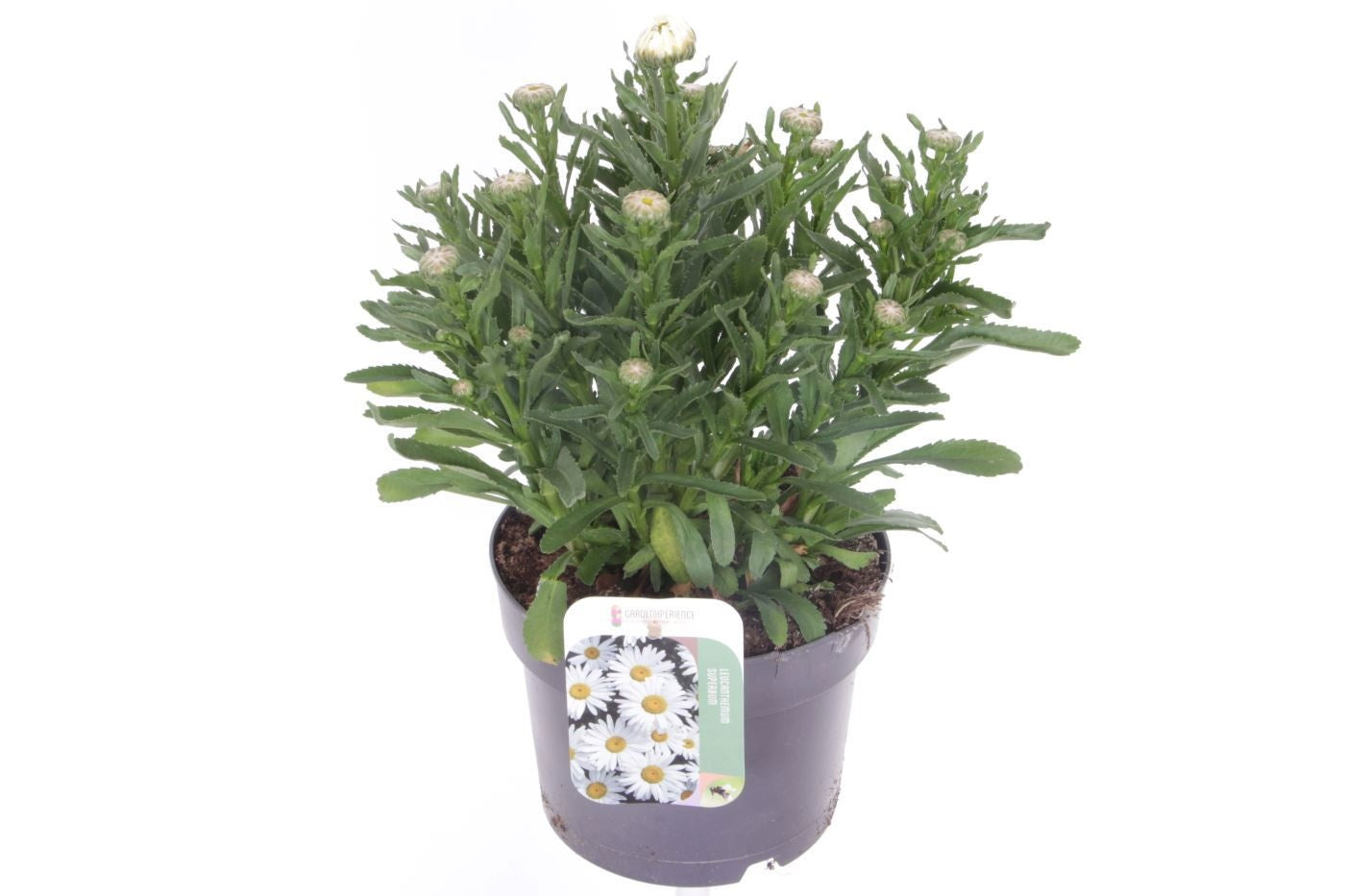 Leucanthemum sup. Madonna 35cm 17cm Pot