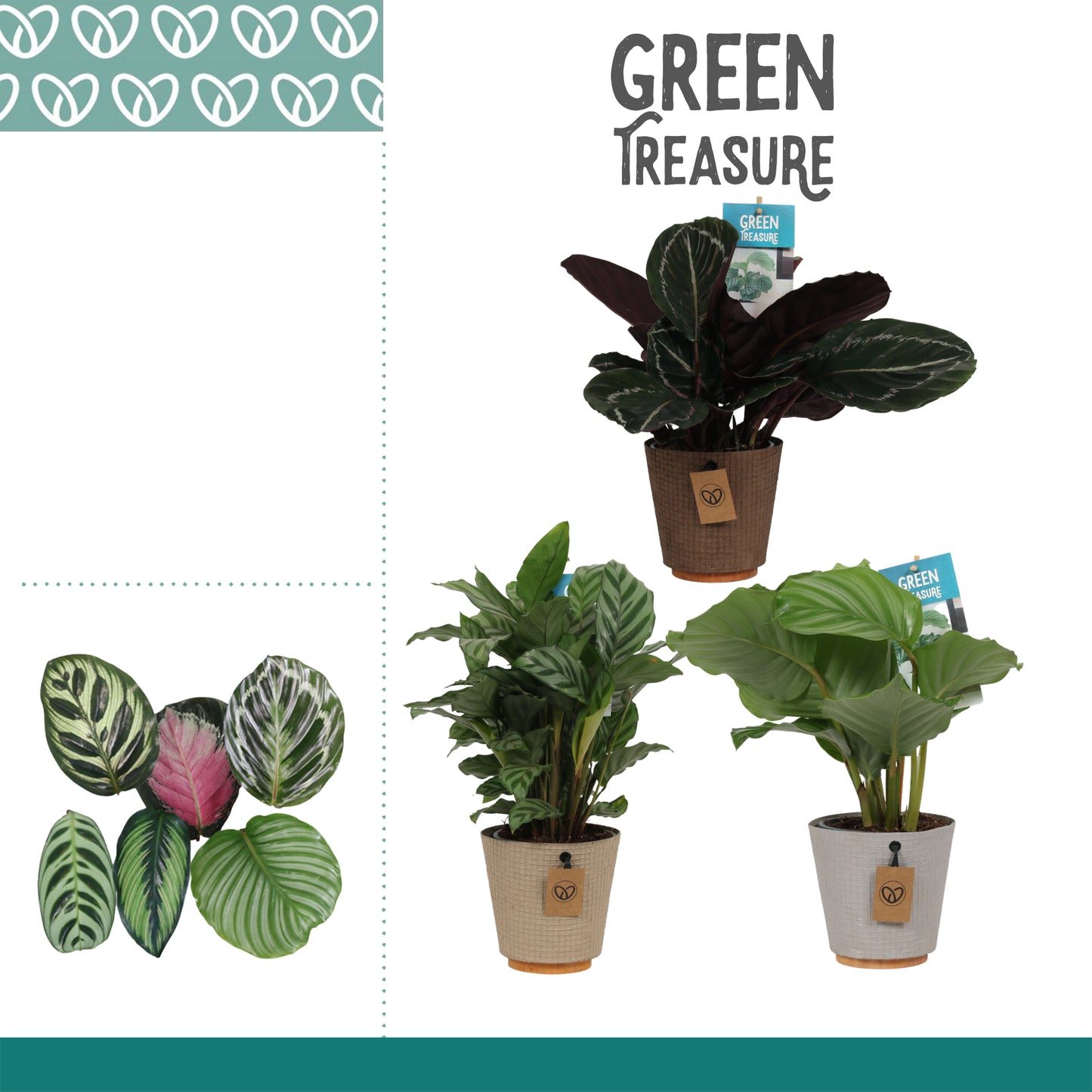 Calathea Hybrid 35cm 12cm Pot