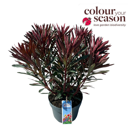 Euphorbia amy. Miner's Merlot 60cm 19cm Pot