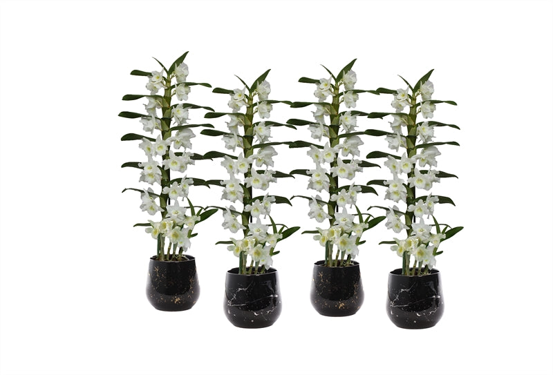 Dendrobium nob. Star Class 50cm 12cm Pot