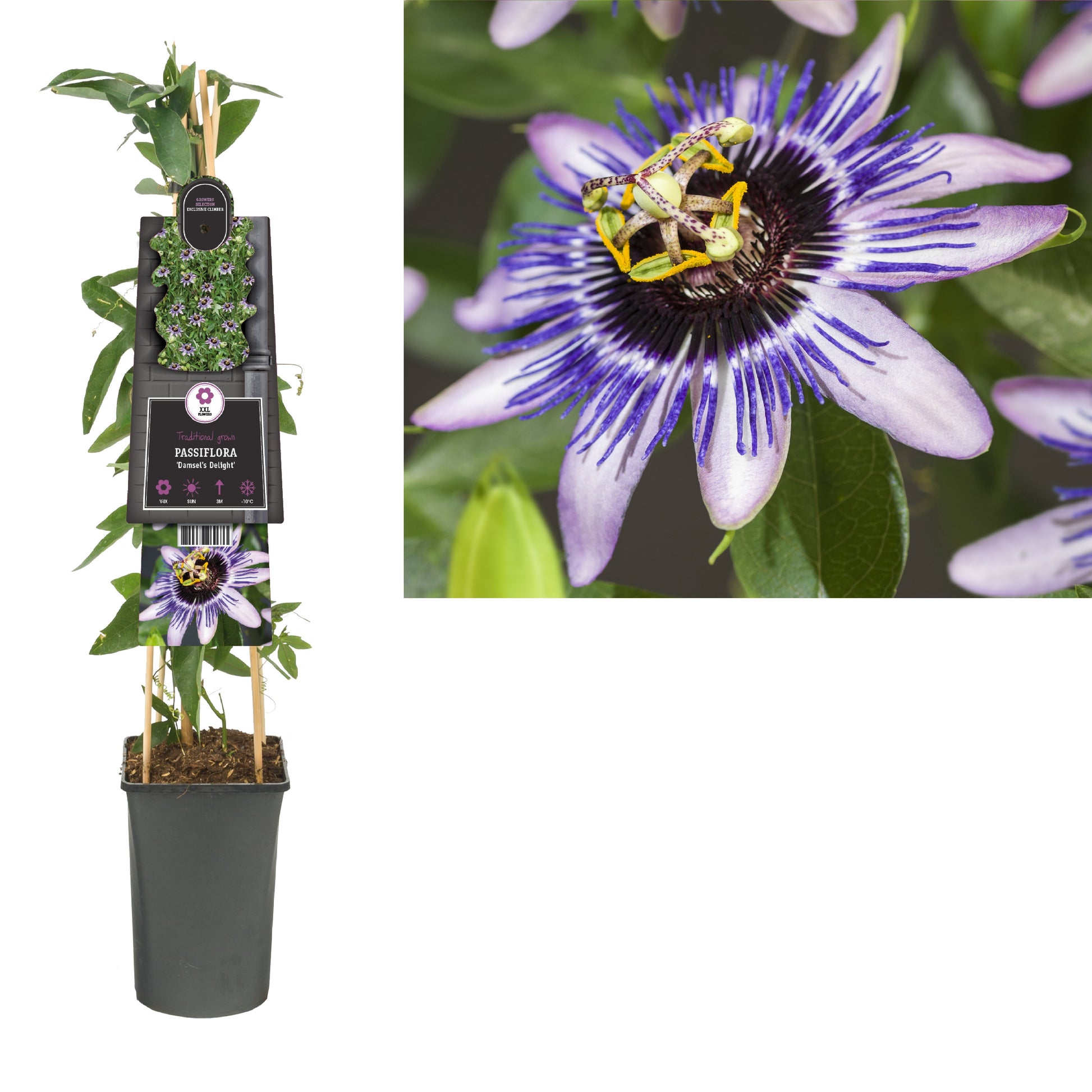 Passiflora Damsel's Delight 75cm 17cm Pot