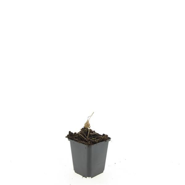 Geranium Rozanne (Hardy) 5cm 9cm Pot
