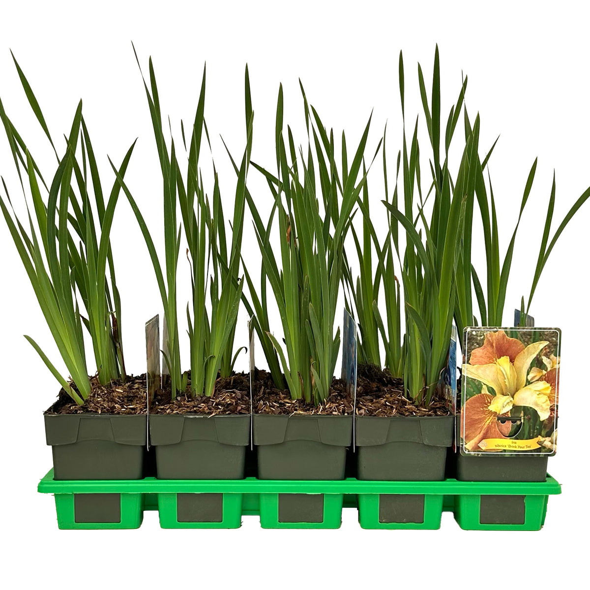 Iris sibirica 25cm 11cm Pot