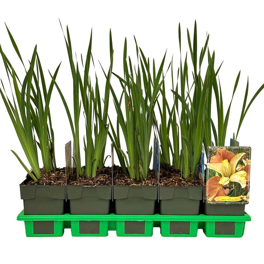Iris sibirica 25cm 11cm Pot