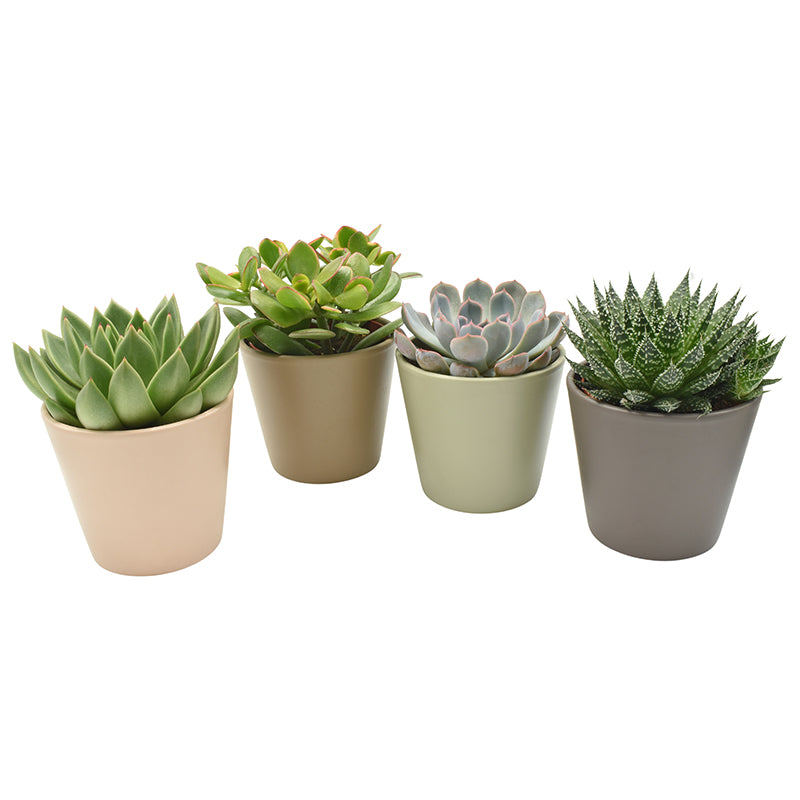 Succulenten mix (+ drp.magnetic) 16cm 13cm Pot