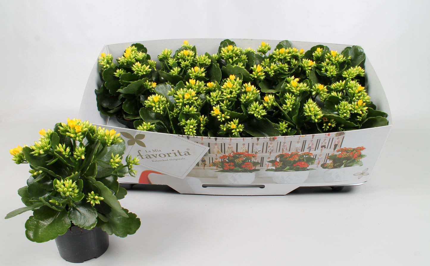 Kalanchoe Solana yellow 22cm 10.5cm Pot