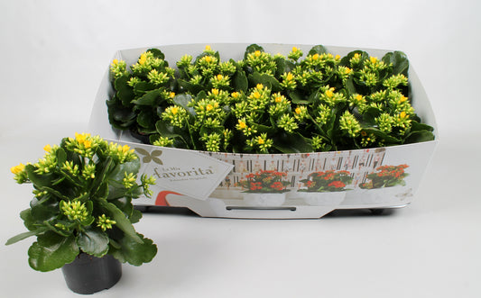 Kalanchoe Solana yellow 22cm 10.5cm Pot