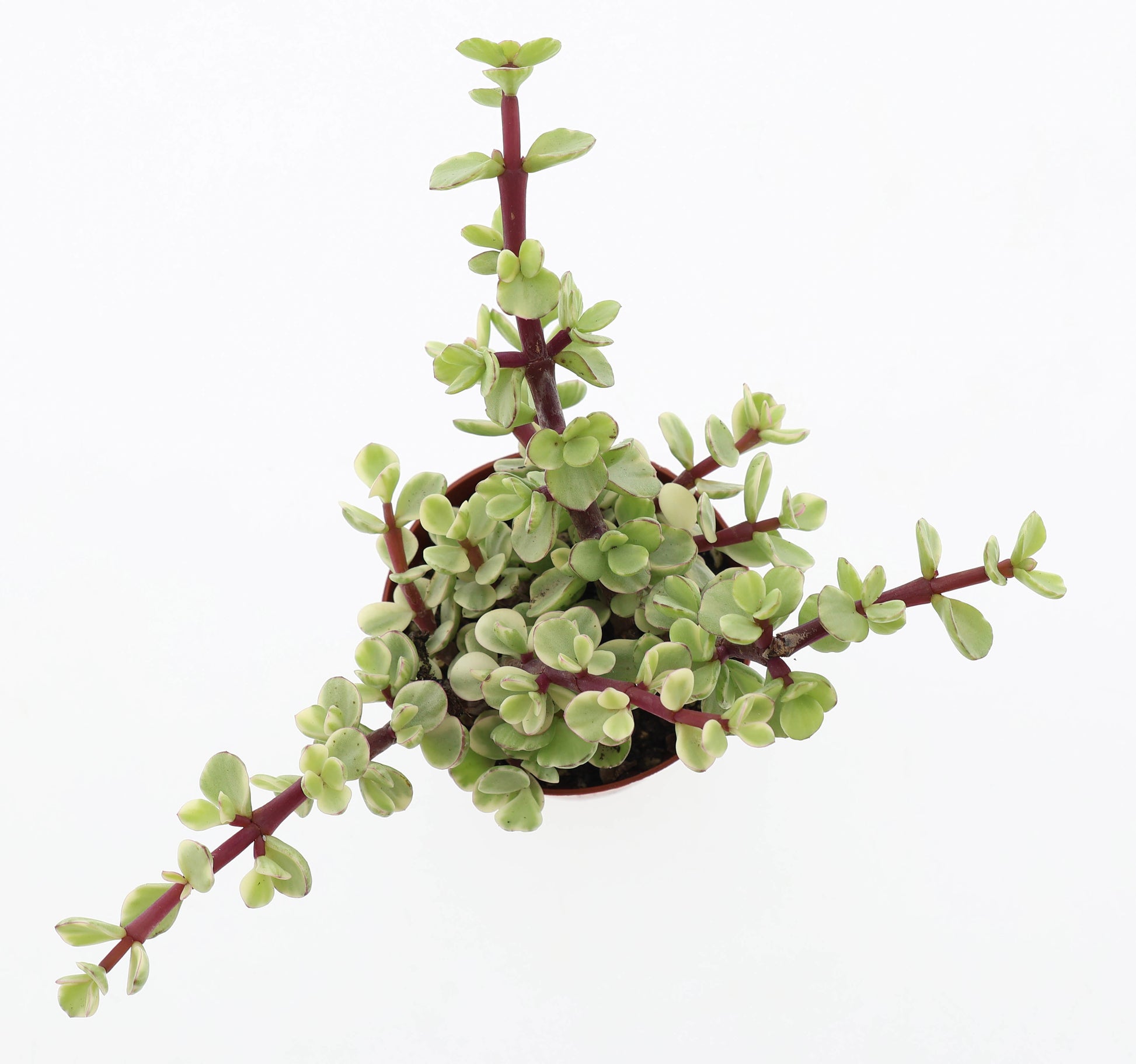 Portulacaria afra variegata 12cm 8.5cm Pot