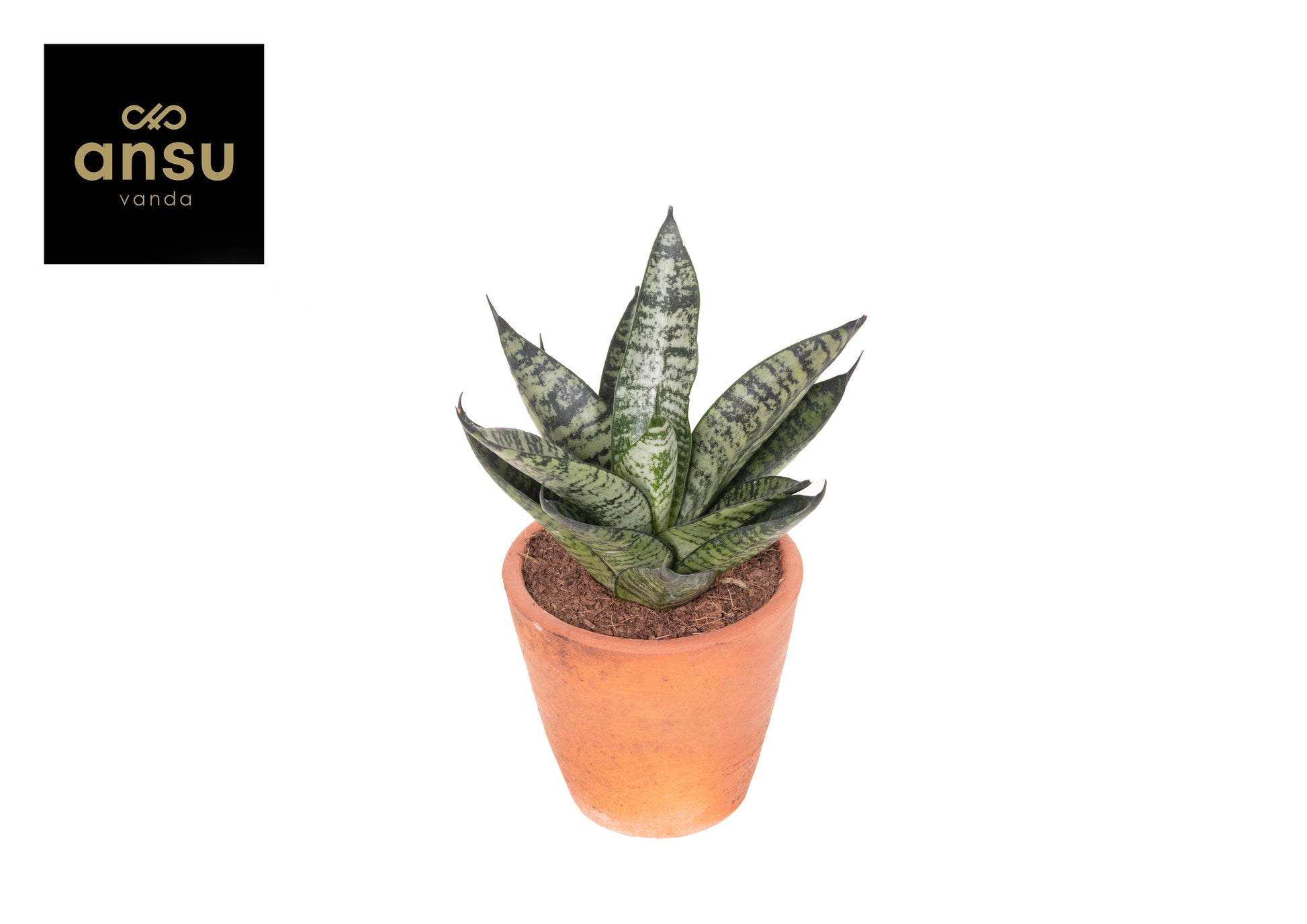 Sansevieria 14cm 9cm Pot